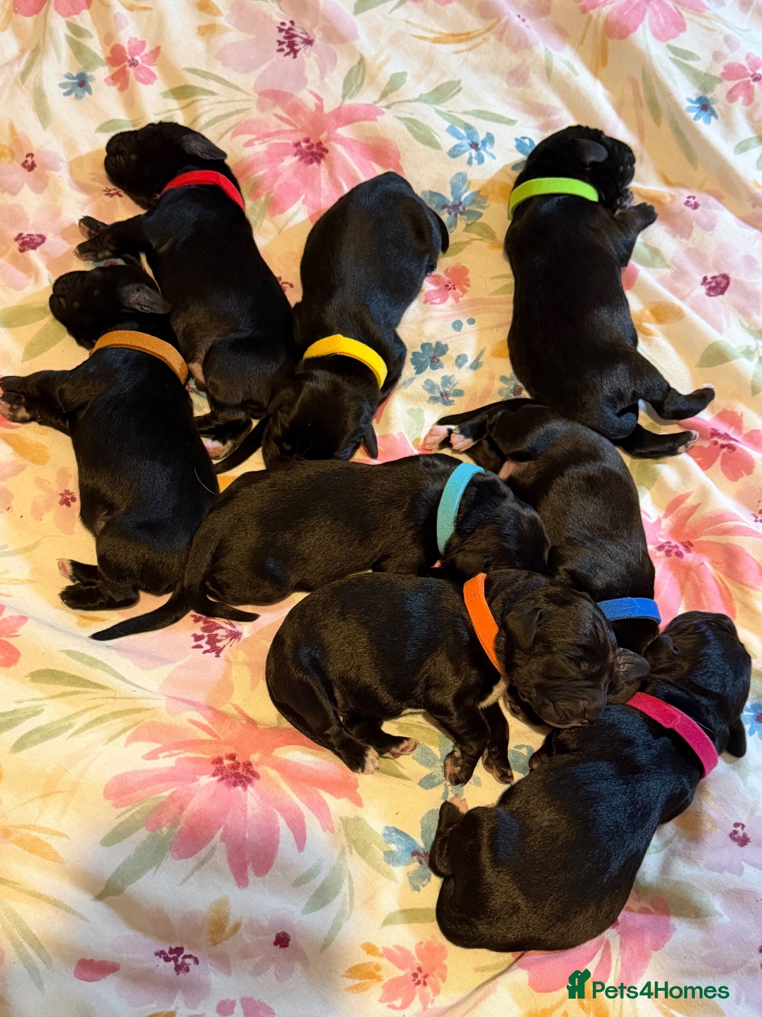 Cockerdor dogs 🐾 Gorgeous Cockerdor Puppies 🐾 - Advert 9