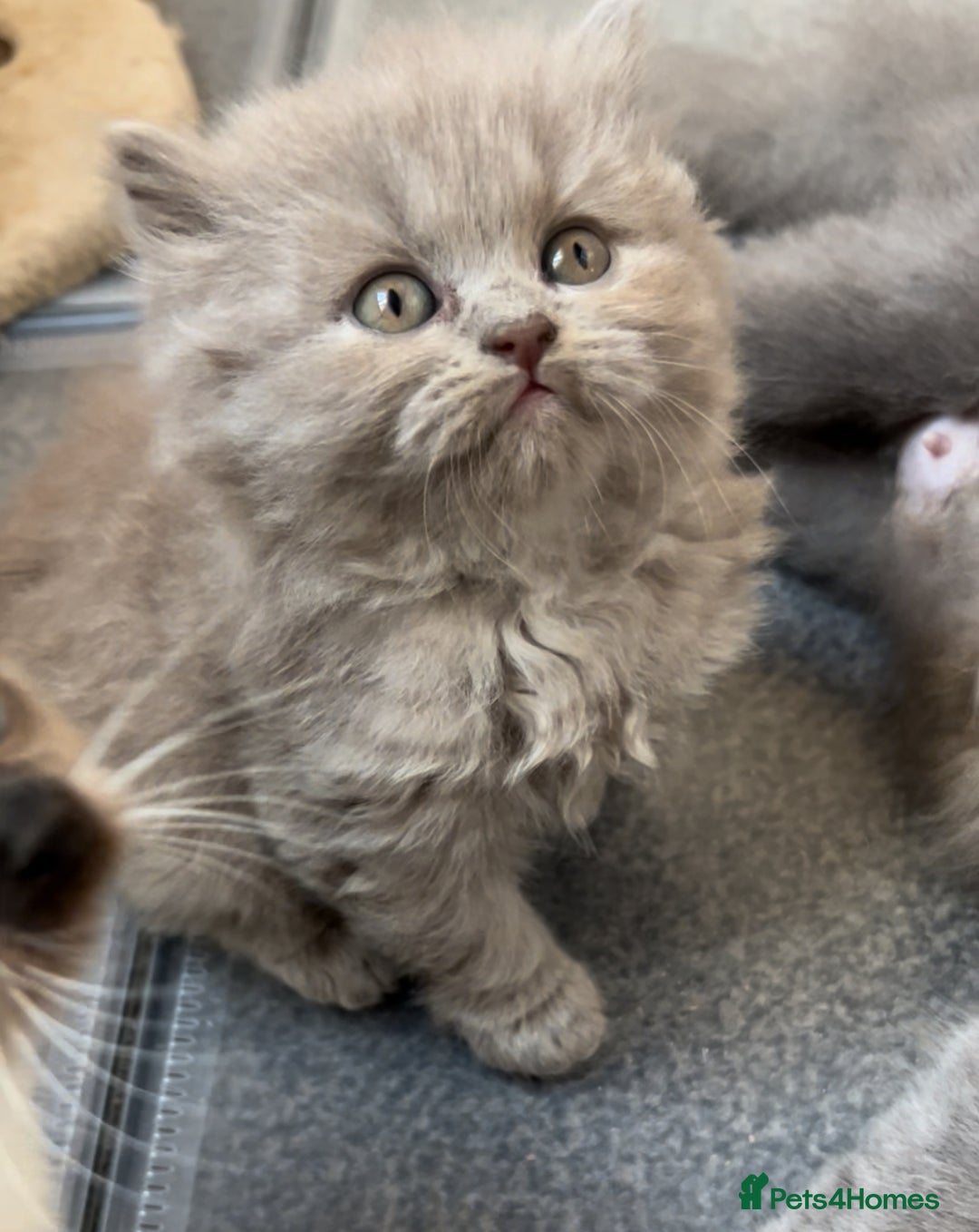 Scottish Fold cats for sale: Scottish fold kittens  - Advert 2