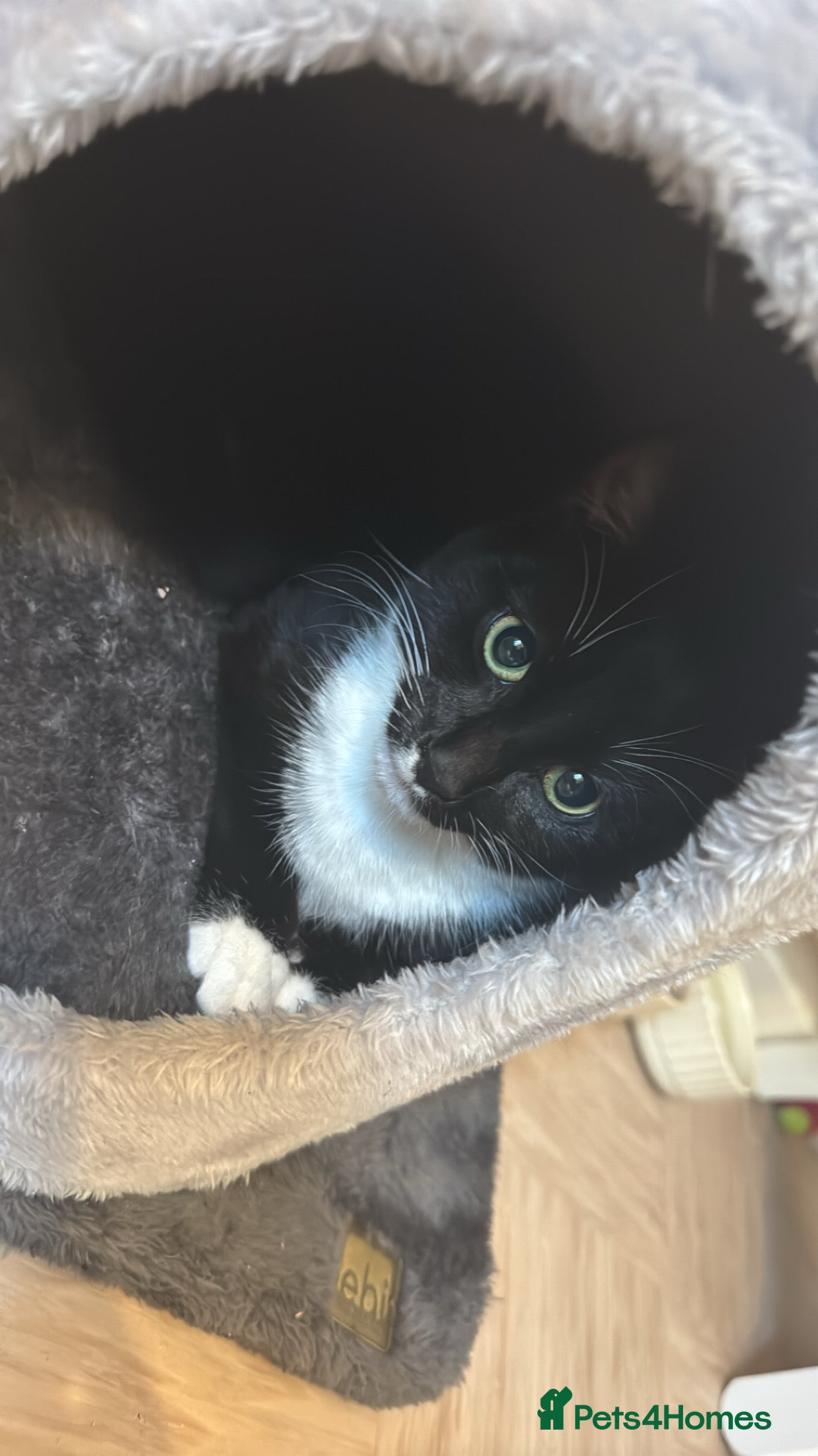 Mixed Breed cats Boy kitten - Advert 1