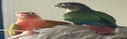Conures birds for sale: Baby hand reared conures  - Advert 6