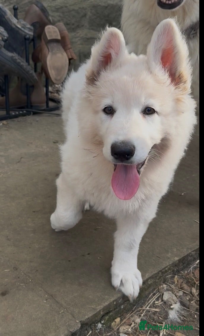 German Shepherd dogs JUST ONE stunning white KC long haired GSD left  - Advert 1
