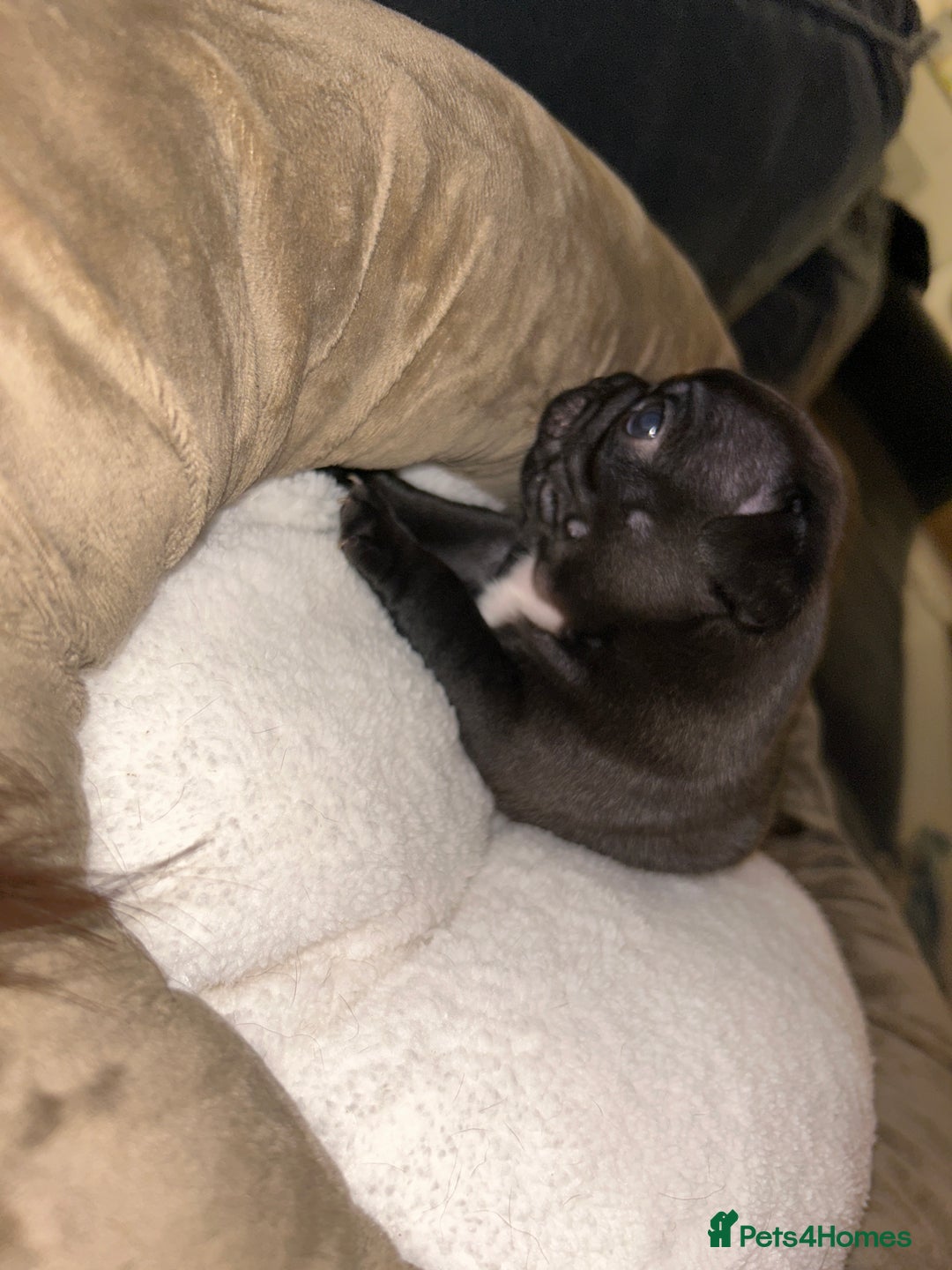 Frug dogs for sale: Frug puppies  - Advert 38