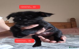Mixed Breed dogs for sale: 💞 Beautiful Yorkie Russel Puppies 💞 - Image 14