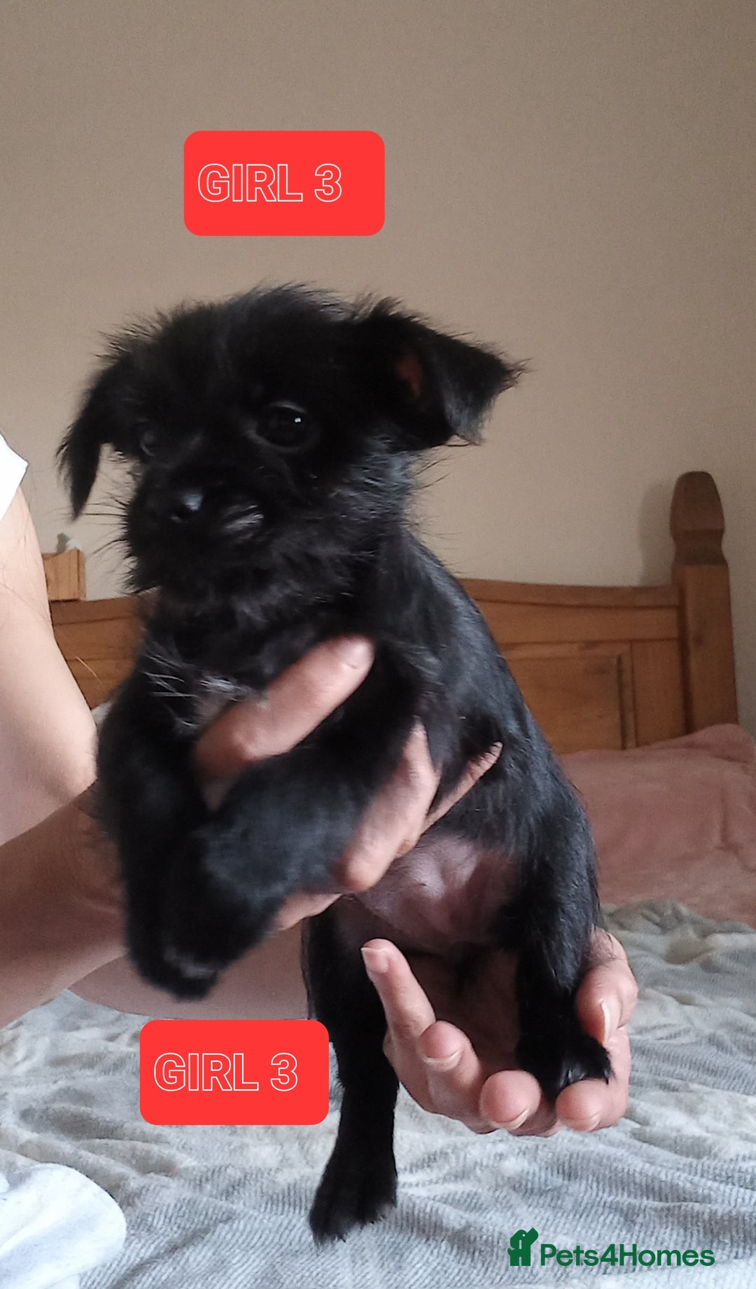 Mixed Breed dogs for sale: 💞 Beautiful Yorkie Russel Puppies 💞 - Image 14