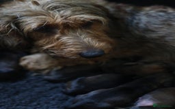 Dachshund dogs for sale: KC Registered Wirehaired Teckel Standard Dacshund  - Image 10