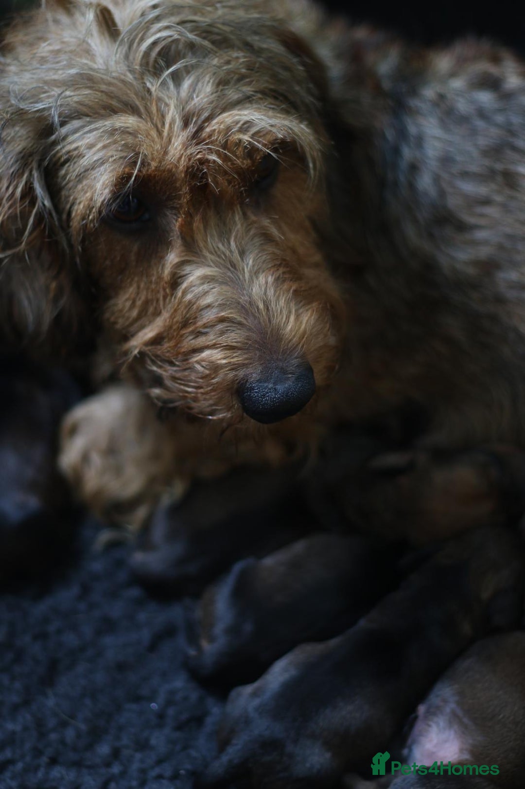 Dachshund dogs for sale: KC Registered Wirehaired Teckel Standard Dacshund  - Image 10