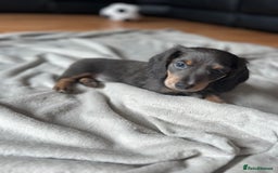 Dachshund dogs for sale: 2 Beautiful miniture dachshunds left  - Image 3