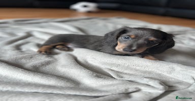 Dachshund dogs - Advert 3