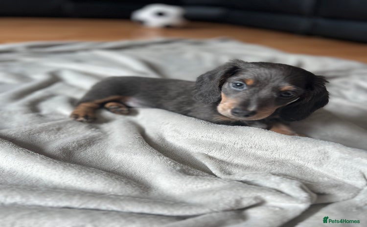 Dachshund dogs - Advert 1