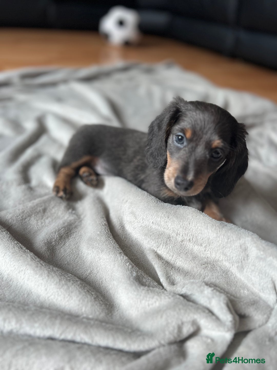 Dachshund dogs for sale: 2 Beautiful miniture dachshunds left  - Image 3