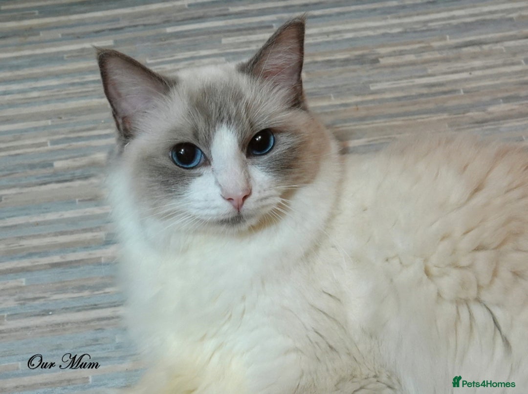 Ragdoll cats for sale: Genuine GCCF Reg Ragdoll Kittens - Image 6