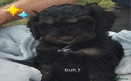American Cocker Spaniel dogs for sale: SIX SNUGGLE MUFFINS AMERICAN COCKER, TOY POODLE - Image 31
