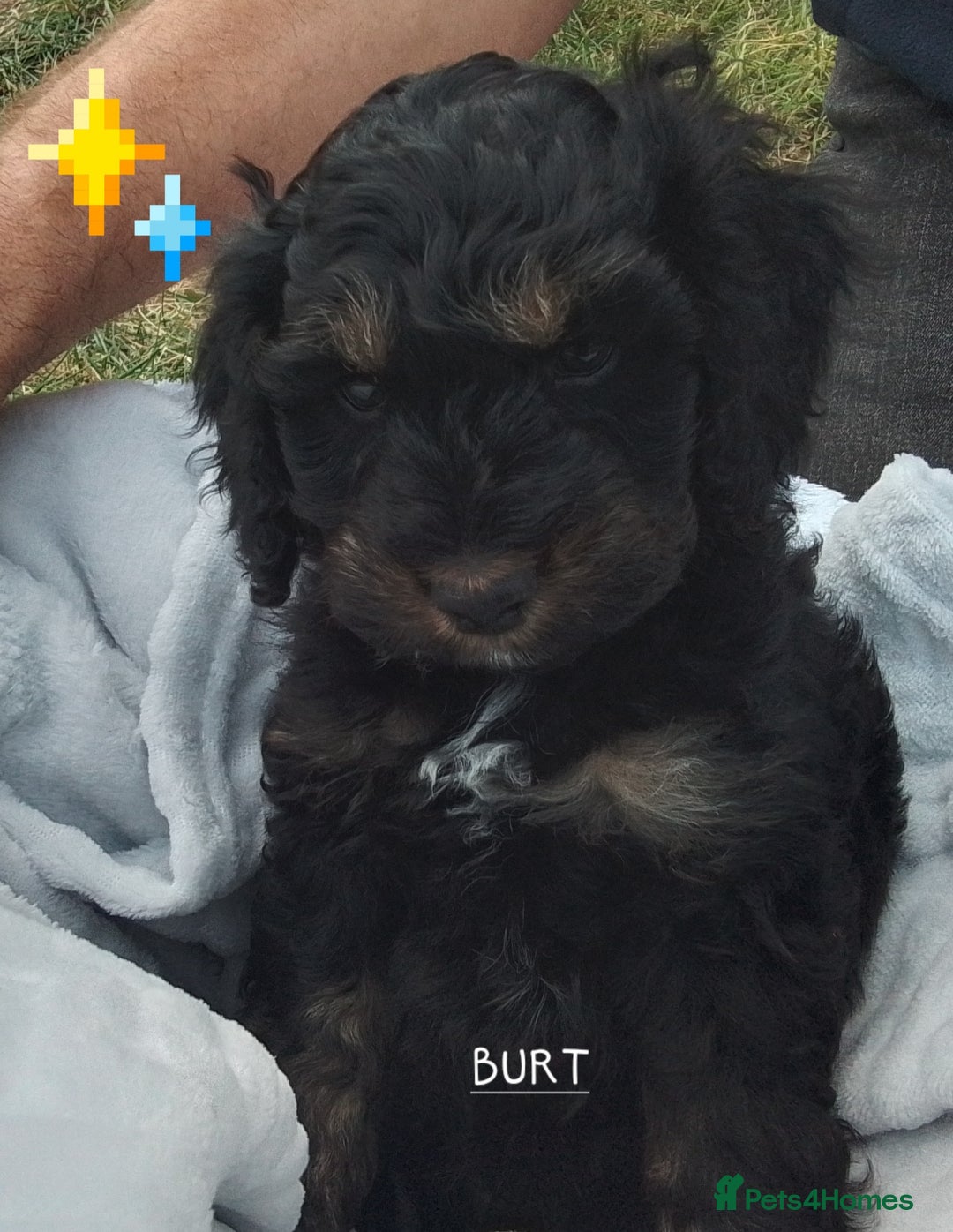 American Cocker Spaniel dogs for sale: SIX SNUGGLE MUFFINS AMERICAN COCKER, TOY POODLE - Image 31
