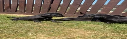 Springador dogs for sale: Springador Puppies🐶 in Corwen - Advert 8