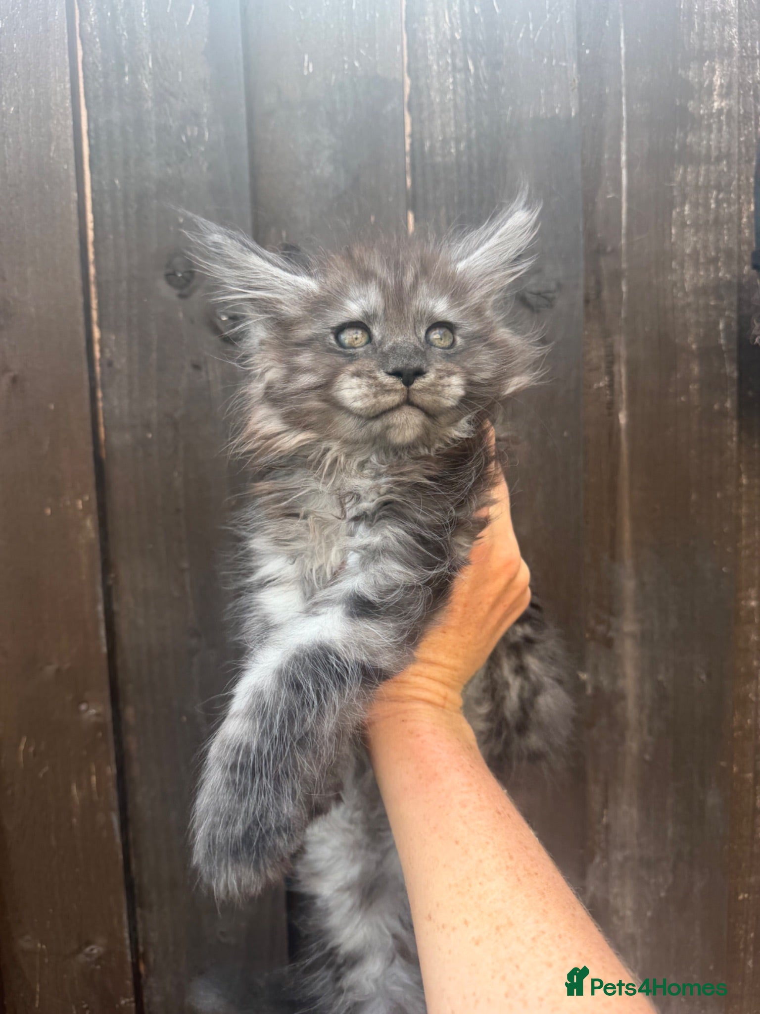 Maine Coon cats TICA MAINCOON KITTEN’S 😻💫 - Advert 11