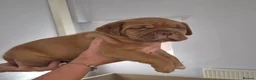 Dogue De Bordeaux dogs for sale: KC Registered Dogue de Bordeaux Puppies-Champion  - Advert 11