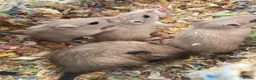 Gerbil rodents for sale: Adorable baby gerbils in Belper - Advert 3