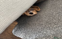 Mixed Breed dogs for sale: Bruno yorkie cross sausage dog  - Image 2
