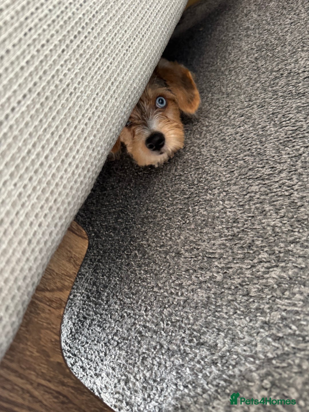 Mixed Breed dogs for sale: Bruno yorkie cross sausage dog  - Image 2