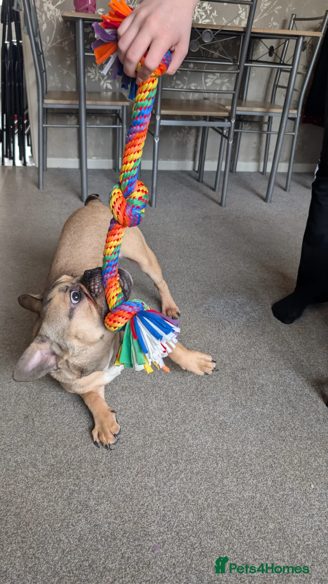 Mixed Breed dogs for sale: 8 month old pup Max in Great Yarmouth - Advert 2