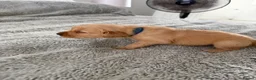 Golden Retriever dogs for sale:  Golden retriever puppies  - Advert 16