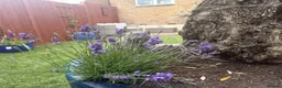 British Shorthair cats for sale: Exceptional BritishShorthair Kittens  - Advert 25