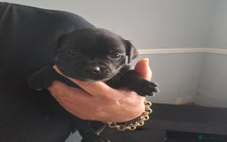 Staffordshire Bull Terrier dogs for sale: Chunky Staffy puppies excellent bloodline - Image 13