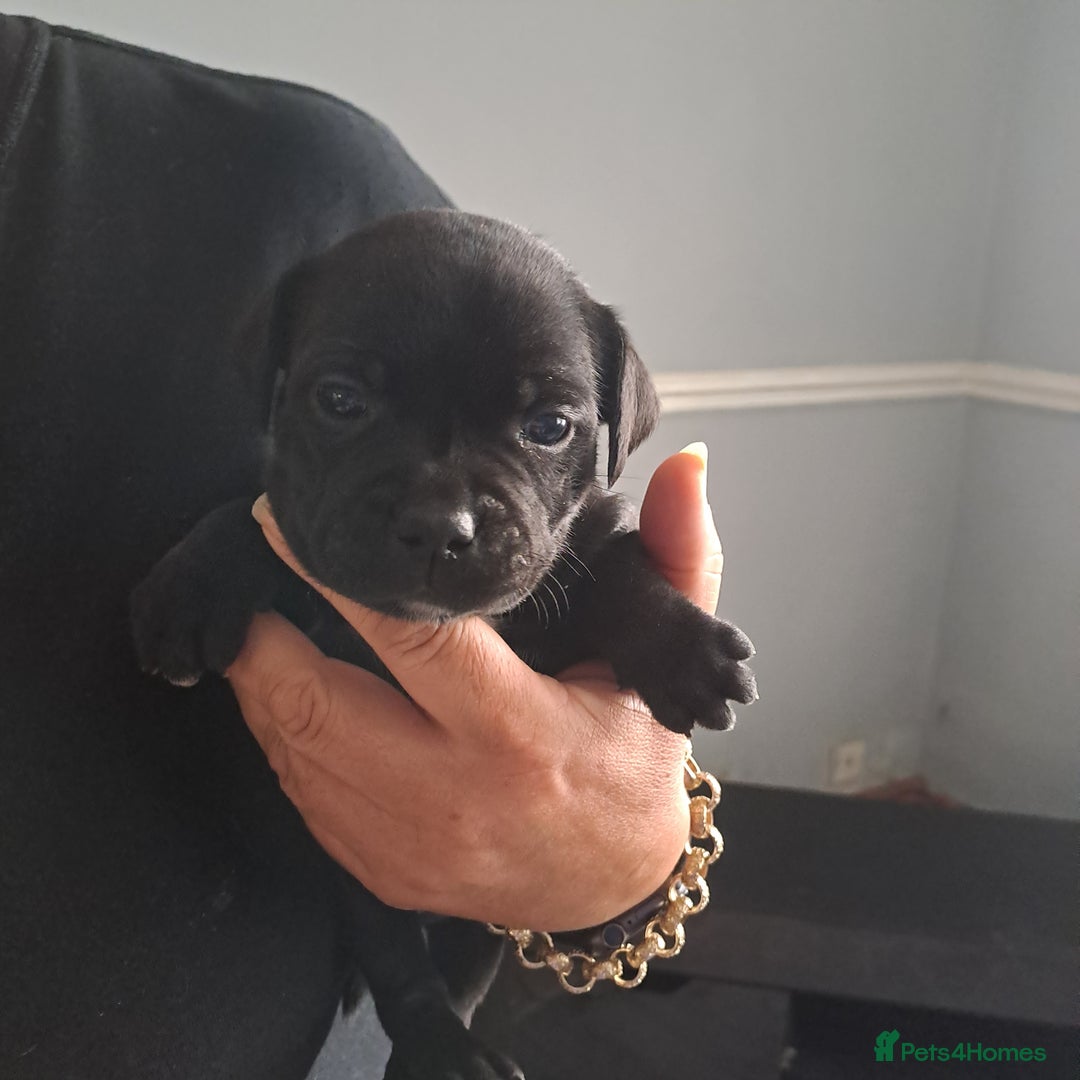 Staffordshire Bull Terrier dogs for sale: Chunky Staffy puppies excellent bloodline - Image 13
