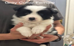 Border Collie dogs for sale: 9 Beautiful B&W & Merle Border Collie Puppies 🐶 - Image 6