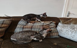 Cornish Rex cats for sale: Cornish Rex kitten  - Image 5