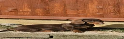 Miniature Dachshund dogs for sale: Female dachshund puppy  in Cardiff - Advert 3