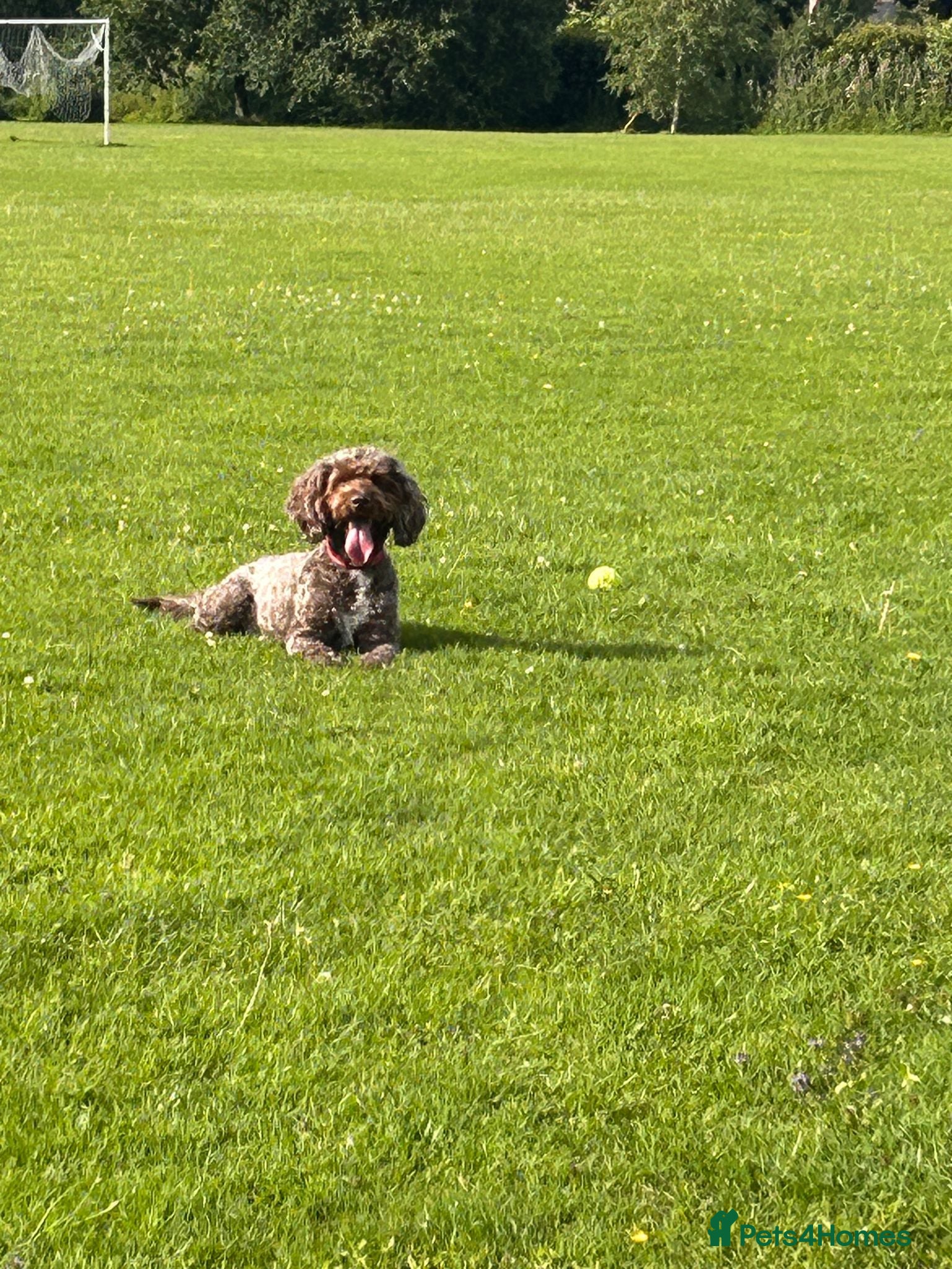Sproodle dogs Molly is looking for a calm, experienced home - Advert 1