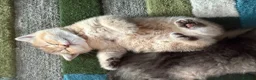British Shorthair cats for sale: Golden british shorthair/ british longhair kittens - Advert 8