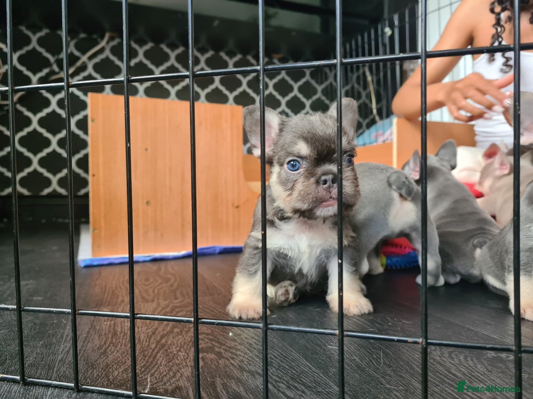 French Bulldog dogs for sale: Big Perm, fluffy and furnished frenchies  - Image 35