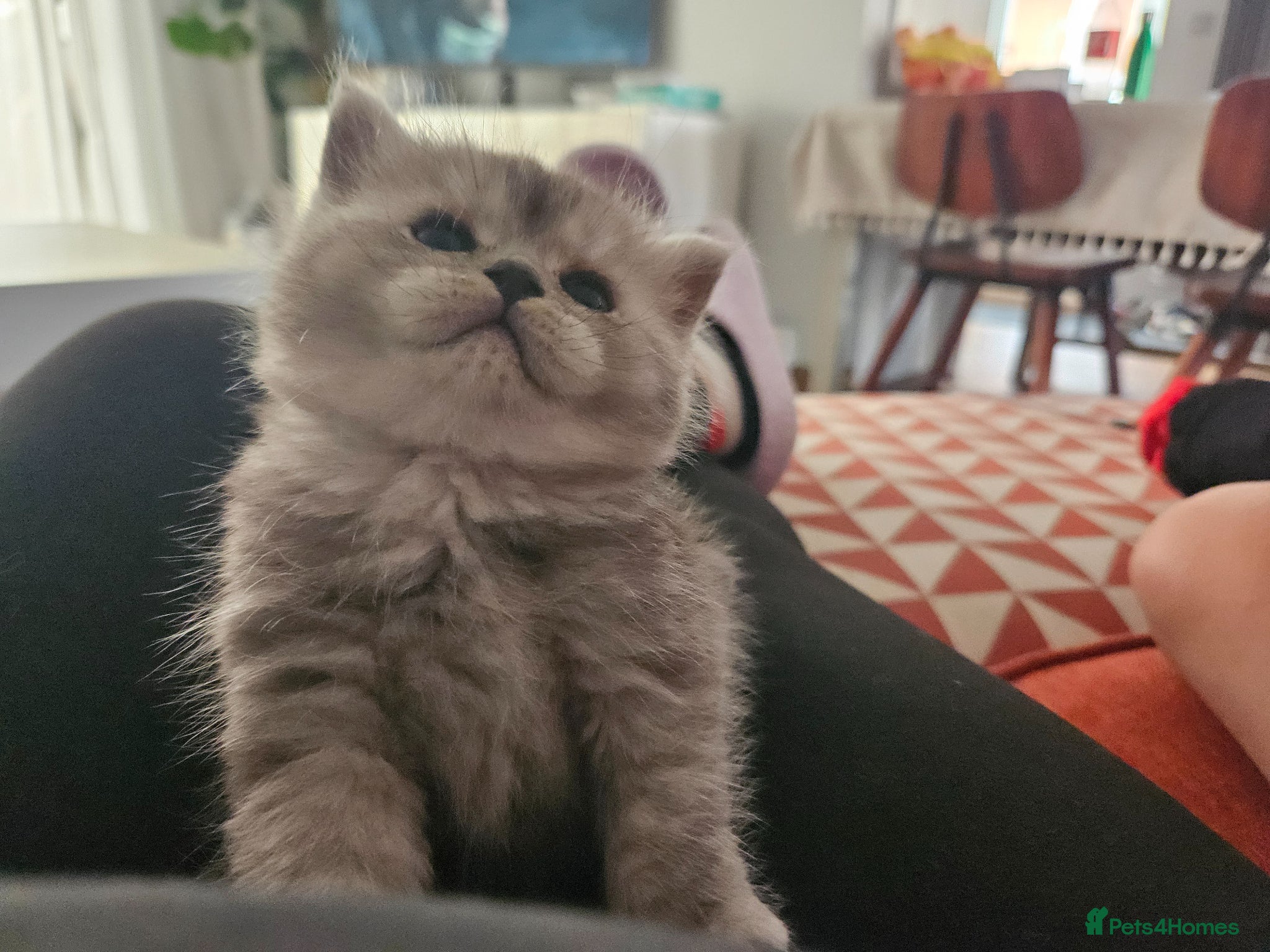 Scottish Fold cats Stunning Scottish Fold & Scottish Straight Kittens - Advert 14