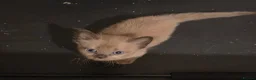 Burmese cats for sale: Burmese kittens for sale  in High Wycombe - Advert 10