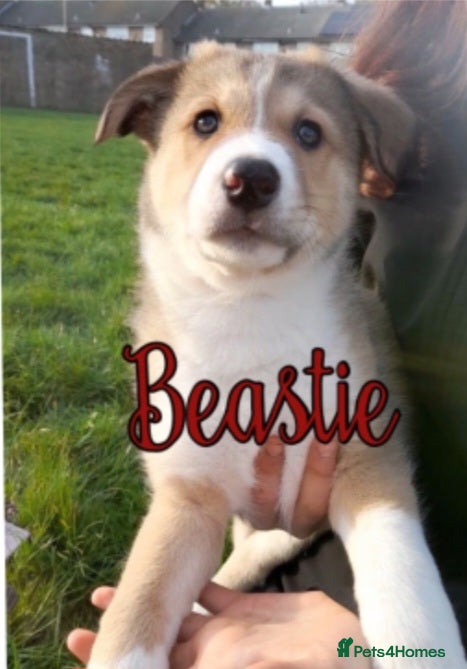 Mixed Breed dogs Beautiful Babies  - Advert 2