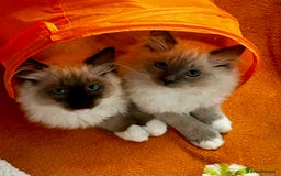 Ragdoll cats for sale: Pedigree Ragdoll Kittens seeking loving homes 🧡 - Image 11