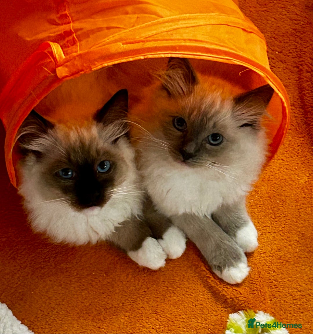 Ragdoll cats for sale: Pedigree Ragdoll Kittens seeking loving homes 🧡 - Image 11