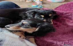 Miniature Dachshund dogs for sale: READY NOW BLACK & CREAM KC REG MINI L HAIRED DAXIS - Image 1