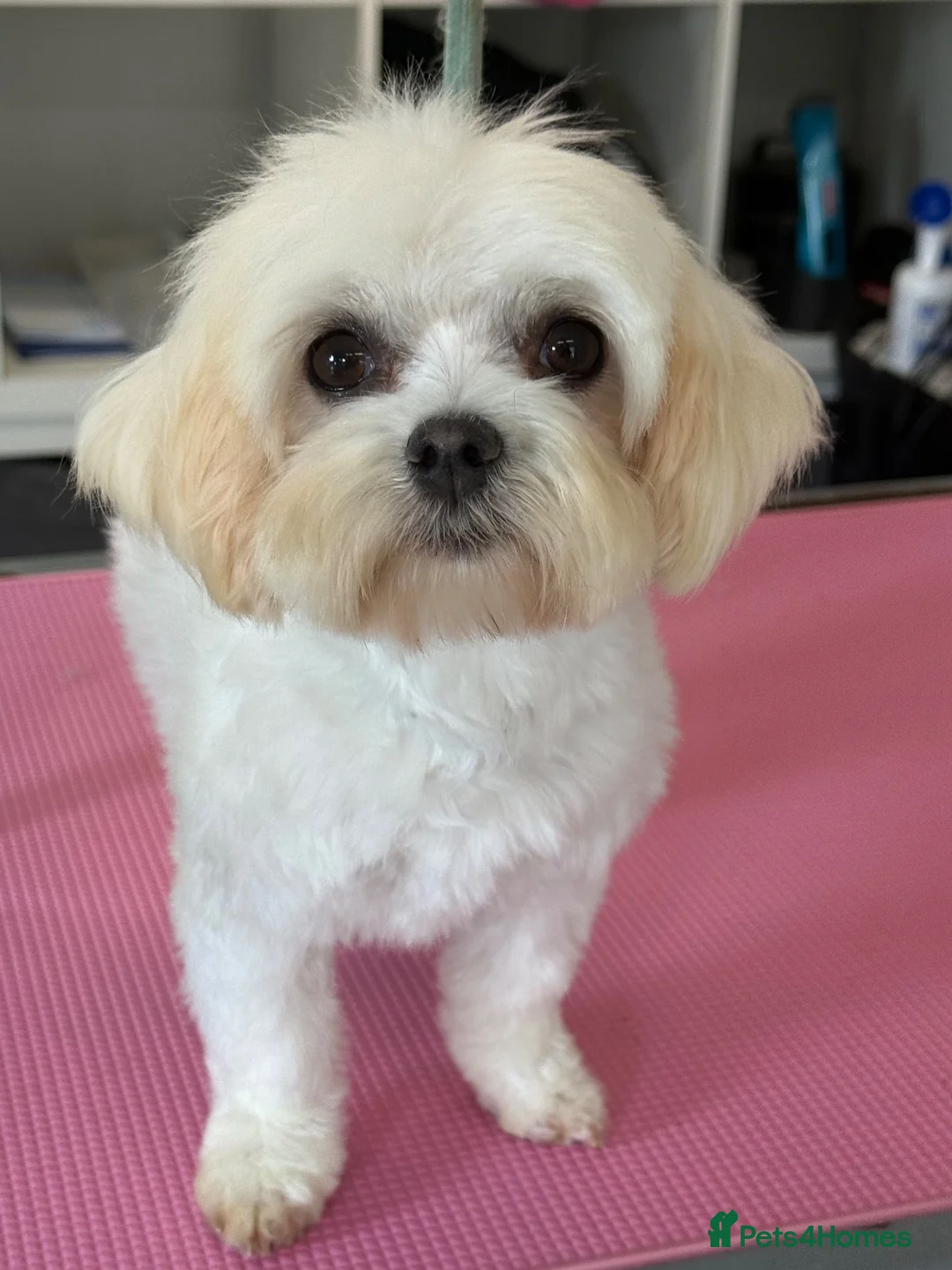 Maltese dogs for sale: Maltese Girl  - Advert 3