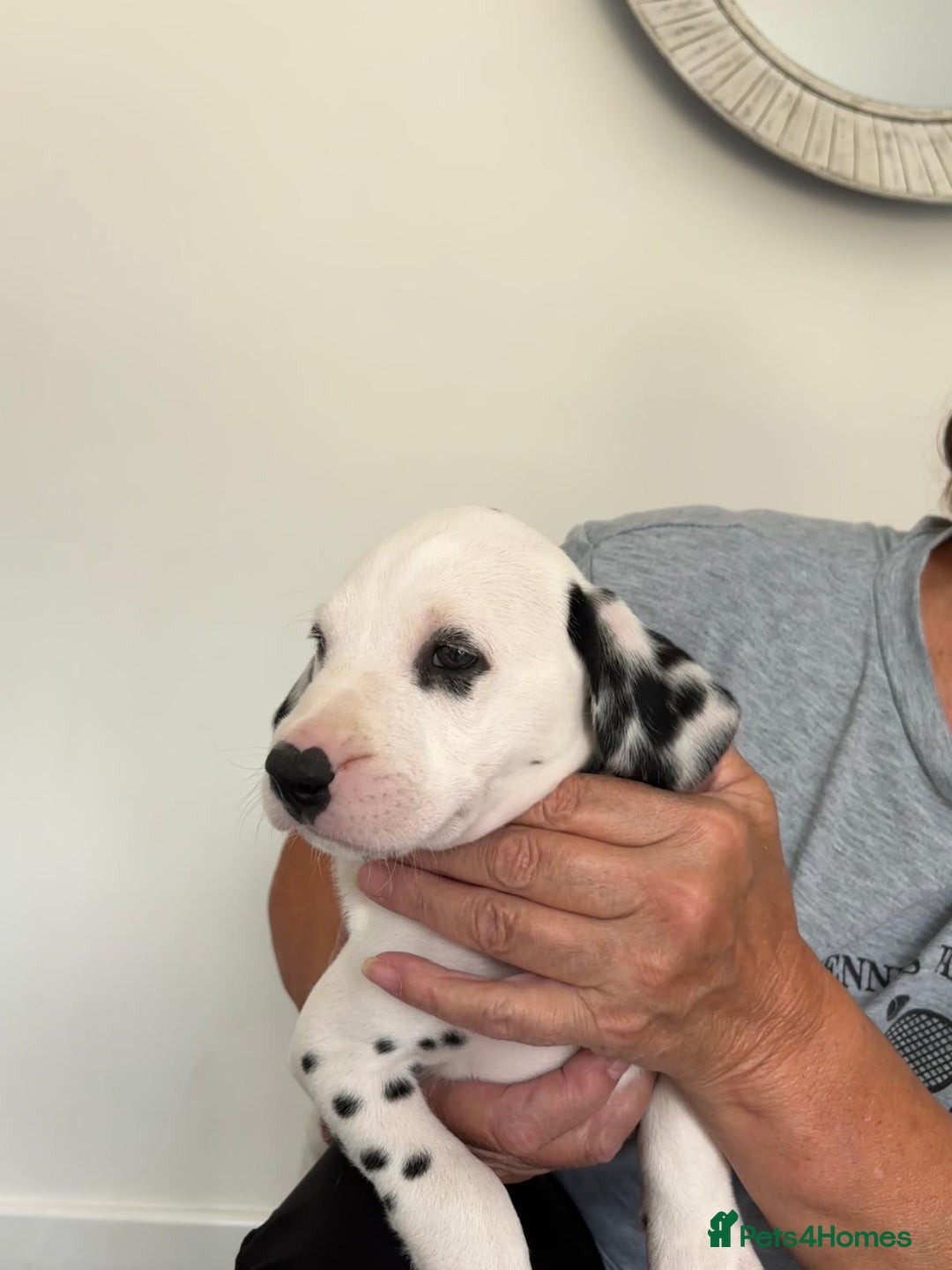 Dalmatian dogs for sale:  Beautiful Dalmatian puppies  - Image 6