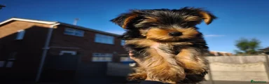 Yorkshire Terrier 1 - Tosha