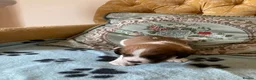 Mixed Breed dogs for sale: 3 lovely cava Jacks for sale  in Ipswich - Advert 5