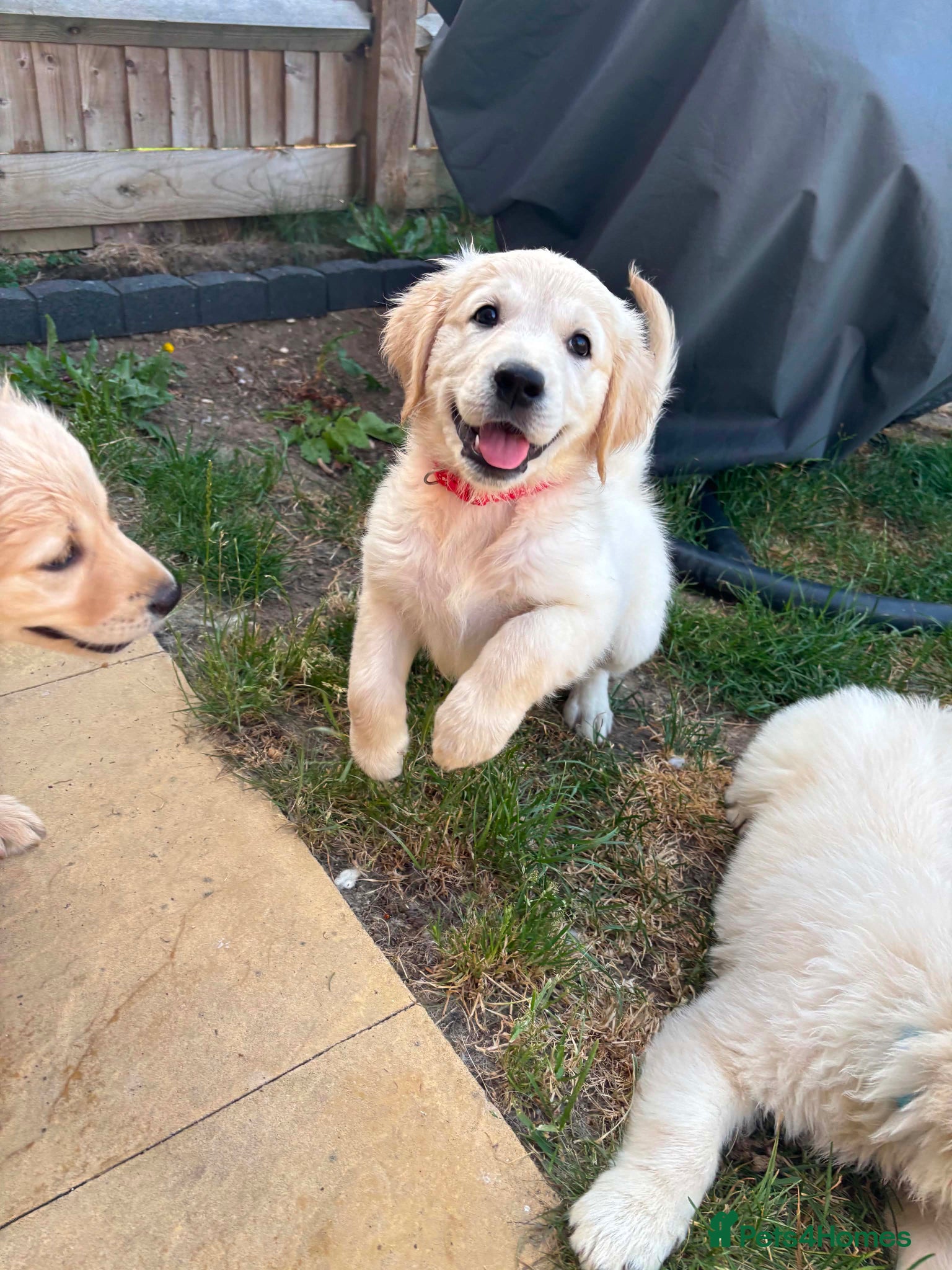 Golden Retriever dogs *JUST 3 GIRLS LEFT* - Advert 7