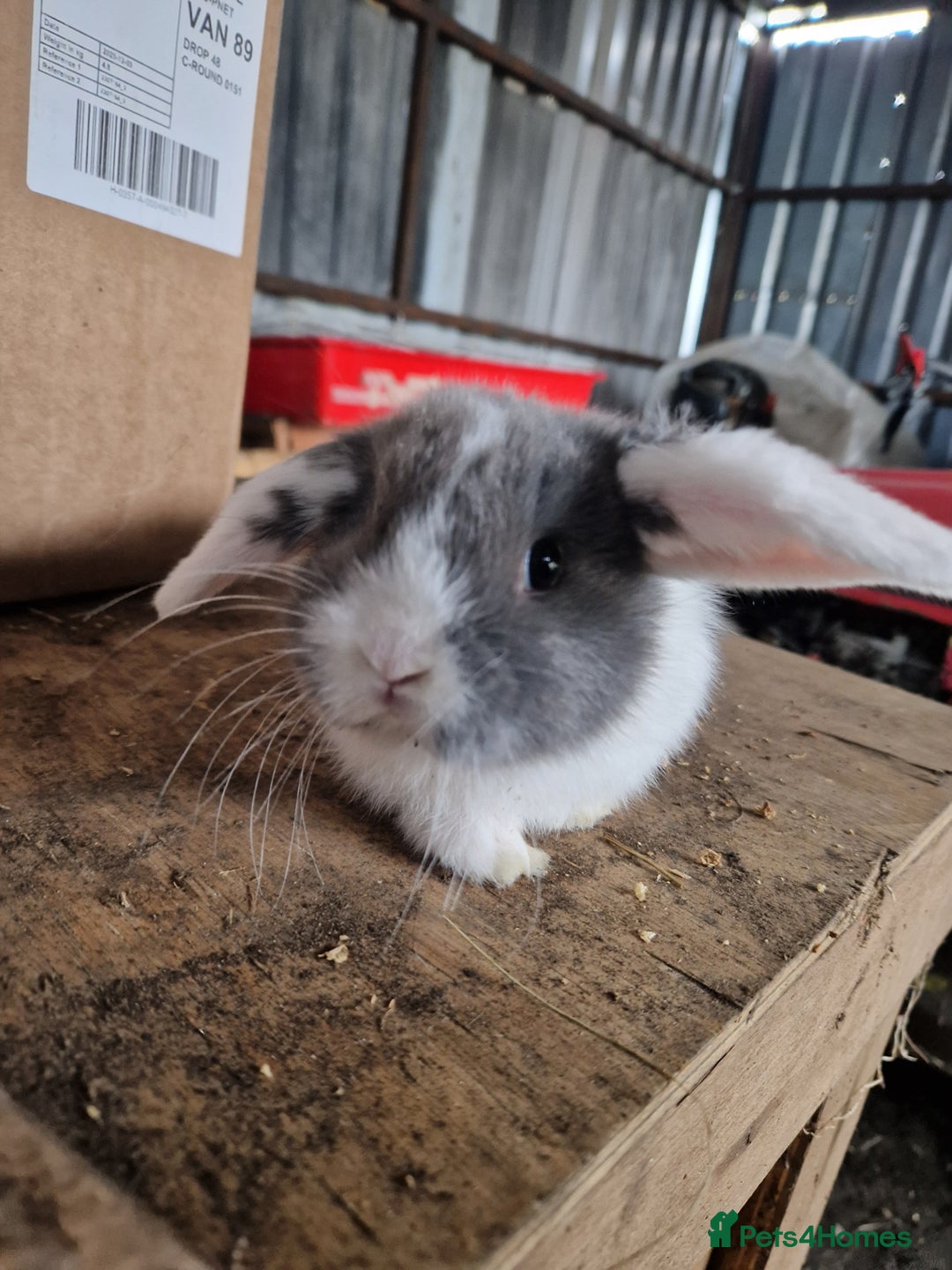 Mini Lop rabbits for sale: Baby mini lops  - Advert 5