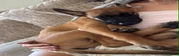 Belgian Shepherd Dog dogs for sale: Kc registered belgian malinois  - Advert 9