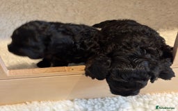 Cavapoo dogs for sale: LAST Black (tan paws/muzzle) F1 Cavapoo Dog Puppy - Image 7