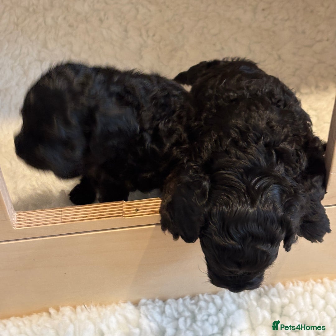 Cavapoo dogs for sale: LAST Black (tan paws/muzzle) F1 Cavapoo Dog Puppy - Image 7
