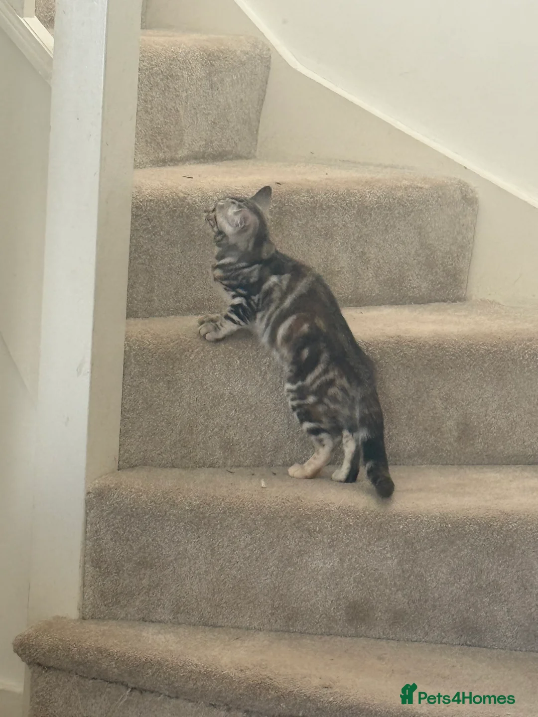 British Shorthair cats for sale: British short hair kittens - Advert 2